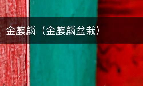 金麒麟（金麒麟盆栽）