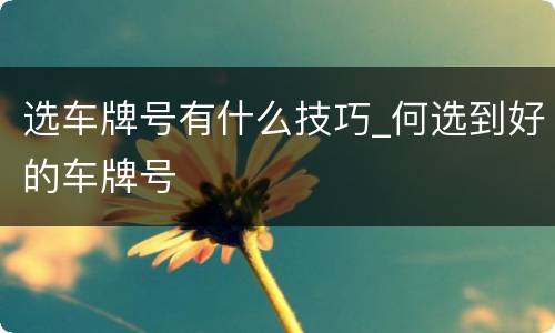 选车牌号有什么技巧_何选到好的车牌号
