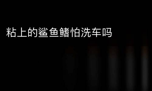 粘上的鲨鱼鳍怕洗车吗