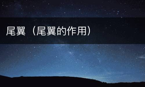 尾翼（尾翼的作用）