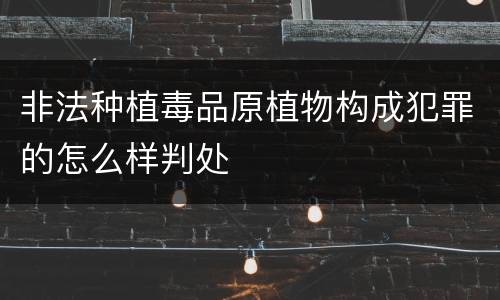 非法种植毒品原植物构成犯罪的怎么样判处