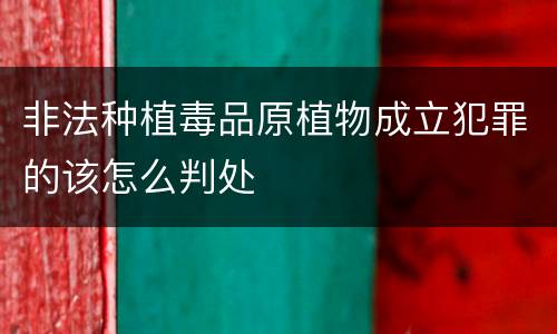 非法种植毒品原植物成立犯罪的该怎么判处