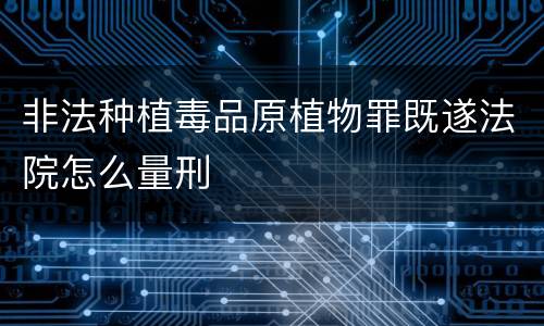 非法种植毒品原植物罪既遂法院怎么量刑