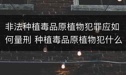 非法种植毒品原植物犯罪应如何量刑 种植毒品原植物犯什么罪