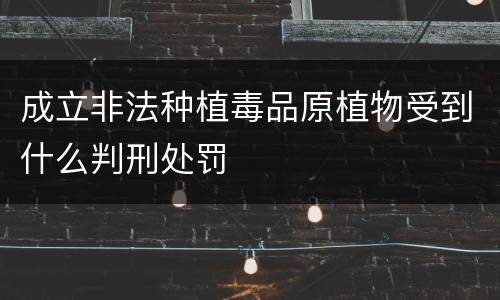成立非法种植毒品原植物受到什么判刑处罚