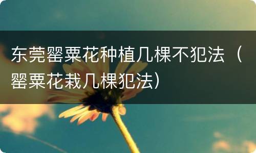 东莞罂粟花种植几棵不犯法（罂粟花栽几棵犯法）