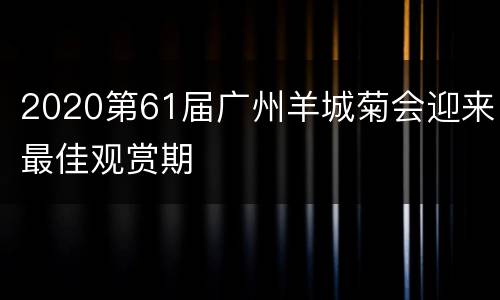 2020第61届广州羊城菊会迎来最佳观赏期