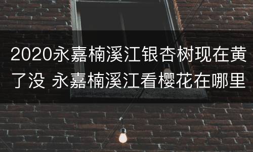 2020永嘉楠溪江银杏树现在黄了没 永嘉楠溪江看樱花在哪里