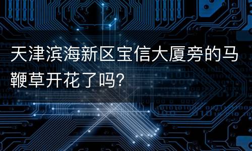 天津滨海新区宝信大厦旁的马鞭草开花了吗？