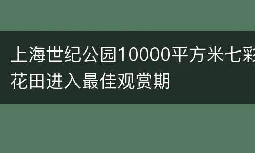 上海世纪公园10000平方米七彩花田进入最佳观赏期
