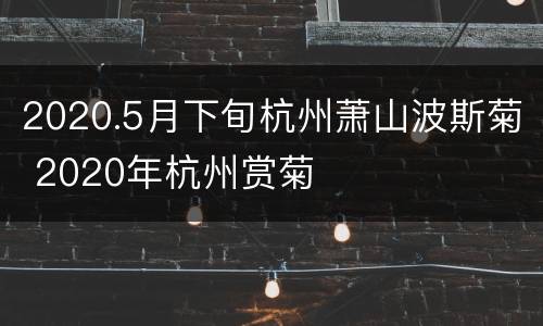 2020.5月下旬杭州萧山波斯菊 2020年杭州赏菊