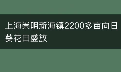 上海崇明新海镇2200多亩向日葵花田盛放