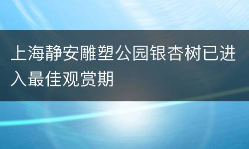 上海静安雕塑公园银杏树已进入最佳观赏期