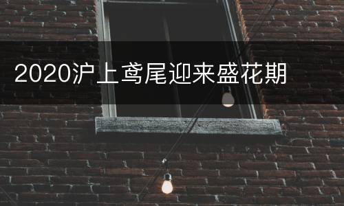 2020沪上鸢尾迎来盛花期