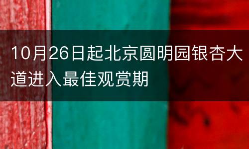 10月26日起北京圆明园银杏大道进入最佳观赏期
