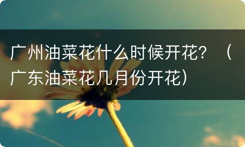 广州油菜花什么时候开花？（广东油菜花几月份开花）