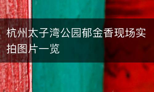 杭州太子湾公园郁金香现场实拍图片一览