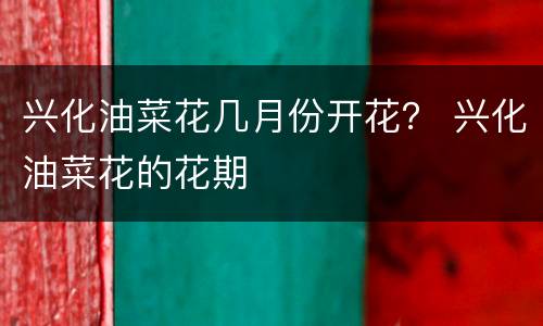 兴化油菜花几月份开花？ 兴化油菜花的花期