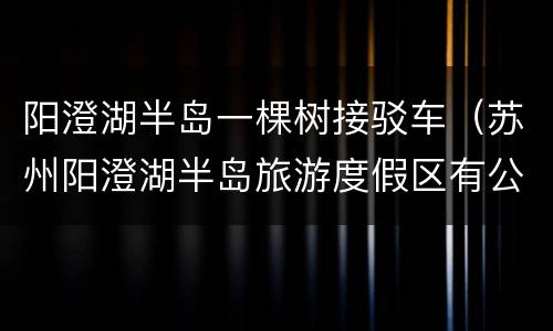 阳澄湖半岛一棵树接驳车（苏州阳澄湖半岛旅游度假区有公交车吗）