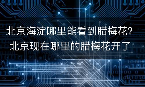 北京海淀哪里能看到腊梅花？ 北京现在哪里的腊梅花开了