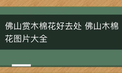 佛山赏木棉花好去处 佛山木棉花图片大全