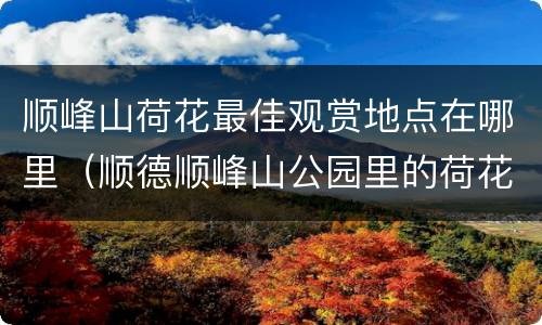 顺峰山荷花最佳观赏地点在哪里（顺德顺峰山公园里的荷花池）