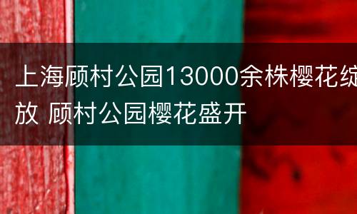 上海顾村公园13000余株樱花绽放 顾村公园樱花盛开