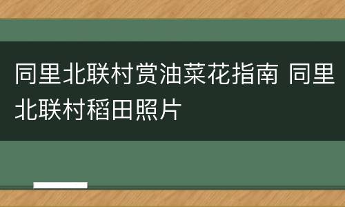 同里北联村赏油菜花指南 同里北联村稻田照片