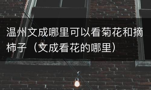 温州文成哪里可以看菊花和摘柿子（文成看花的哪里）