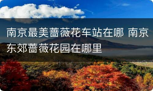 南京最美蔷薇花车站在哪 南京东郊蔷薇花园在哪里