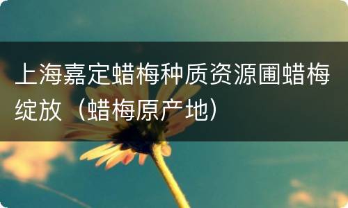 上海嘉定蜡梅种质资源圃蜡梅绽放（蜡梅原产地）