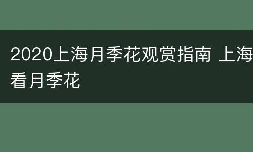 2020上海月季花观赏指南 上海看月季花