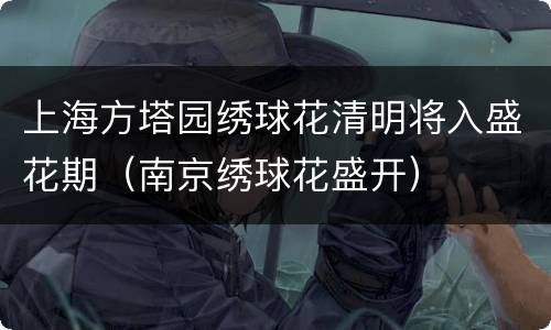 上海方塔园绣球花清明将入盛花期（南京绣球花盛开）