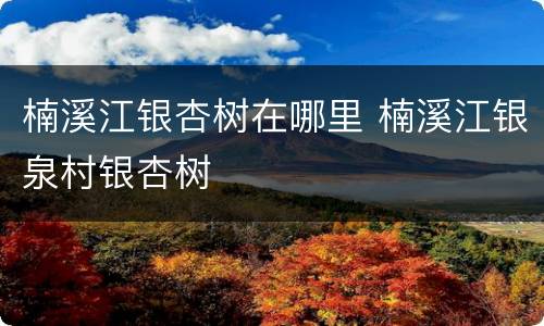 楠溪江银杏树在哪里 楠溪江银泉村银杏树