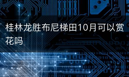 桂林龙胜布尼梯田10月可以赏花吗
