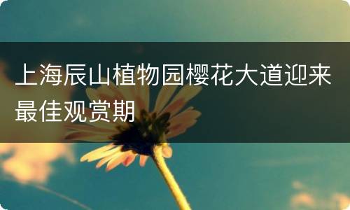 上海辰山植物园樱花大道迎来最佳观赏期