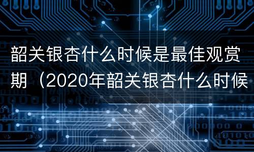 韶关银杏什么时候是最佳观赏期（2020年韶关银杏什么时候去看最好）