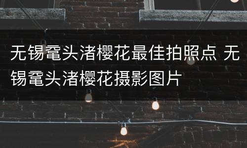 无锡鼋头渚樱花最佳拍照点 无锡鼋头渚樱花摄影图片