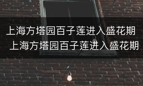 上海方塔园百子莲进入盛花期 上海方塔园百子莲进入盛花期了吗