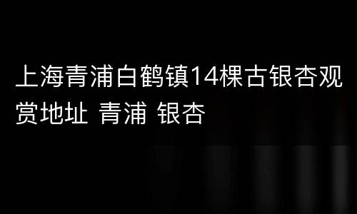 上海青浦白鹤镇14棵古银杏观赏地址 青浦 银杏