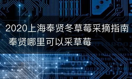 2020上海奉贤冬草莓采摘指南 奉贤哪里可以采草莓