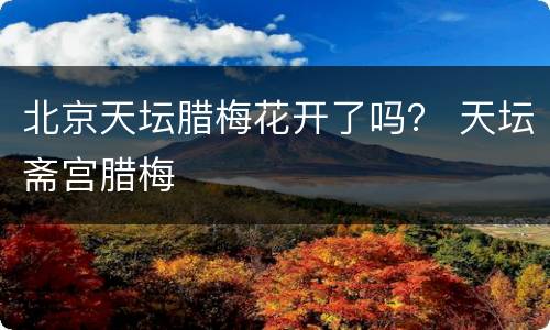 北京天坛腊梅花开了吗？ 天坛斋宫腊梅