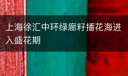 上海徐汇中环绿廊籽播花海进入盛花期