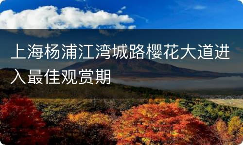 上海杨浦江湾城路樱花大道进入最佳观赏期