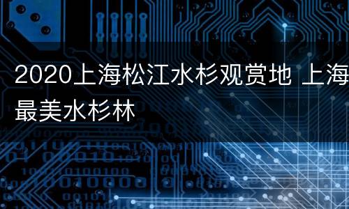 2020上海松江水杉观赏地 上海最美水杉林