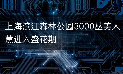 上海滨江森林公园3000丛美人蕉进入盛花期