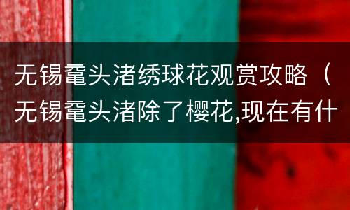 无锡鼋头渚绣球花观赏攻略（无锡鼋头渚除了樱花,现在有什么花）