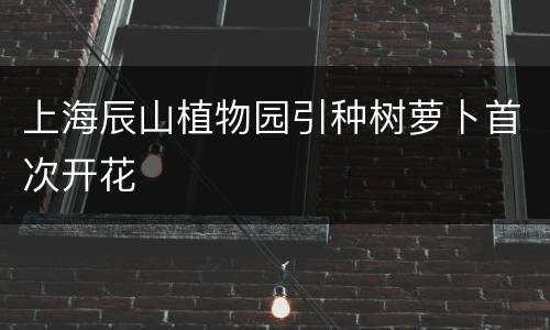 上海辰山植物园引种树萝卜首次开花