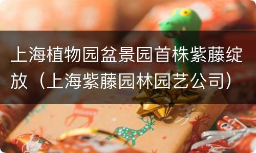 上海植物园盆景园首株紫藤绽放（上海紫藤园林园艺公司）