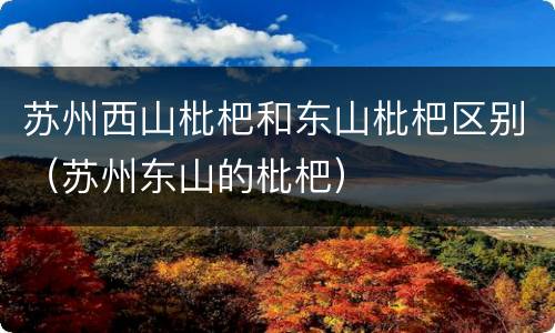 苏州西山枇杷和东山枇杷区别（苏州东山的枇杷）